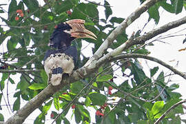 Brown-cheeked Hornbill