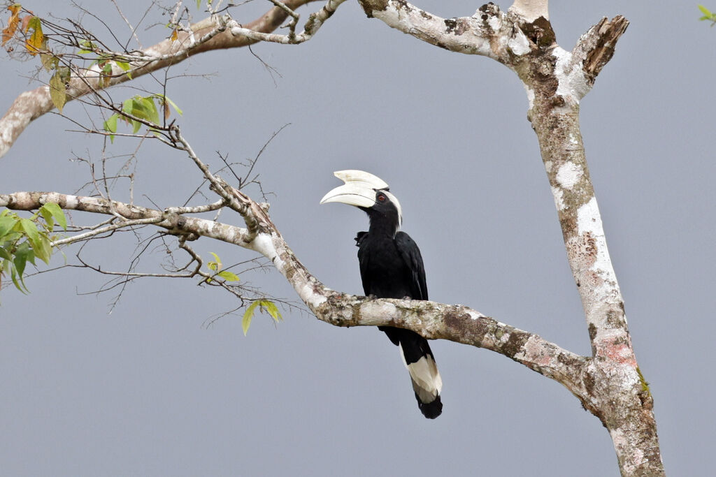 Black Hornbill male adult