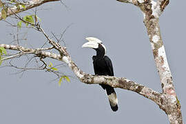 Black Hornbill