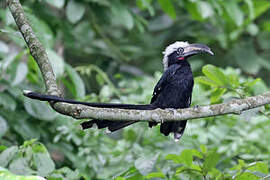 Eastern Long-tailed Hornbill