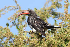 Hemprich's Hornbill