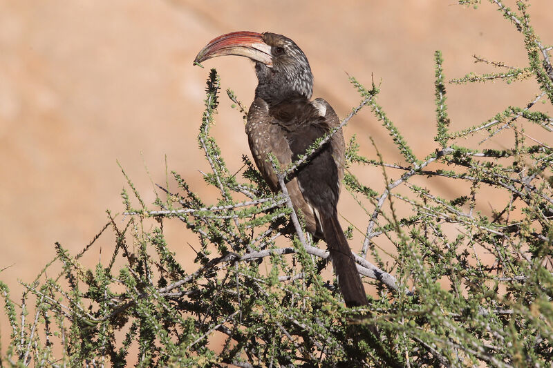 Monteiro's Hornbill male adult