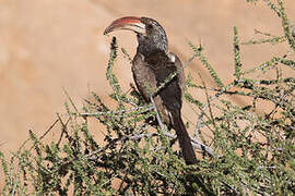 Monteiro's Hornbill