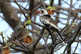 Tanzanian Red-billed Hornbill