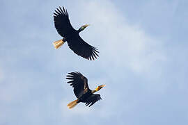 Wreathed Hornbill