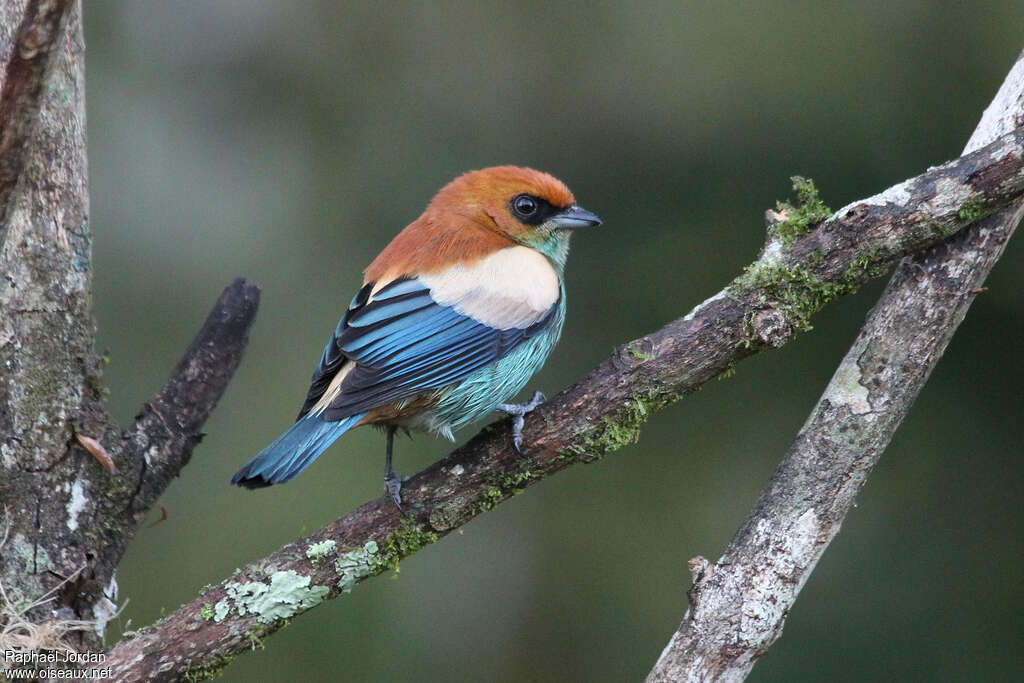 Chestnut-backed Tanager male adult, identification