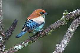 Chestnut-backed Tanager