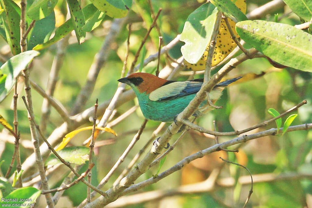 Black-backed Tanager - Stilpnia peruviana