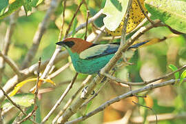 Black-backed Tanager