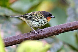 Rufous-throated Tanager