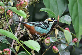 Golden-eared Tanager