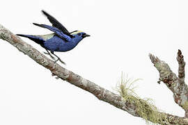 Opal-crowned Tanager