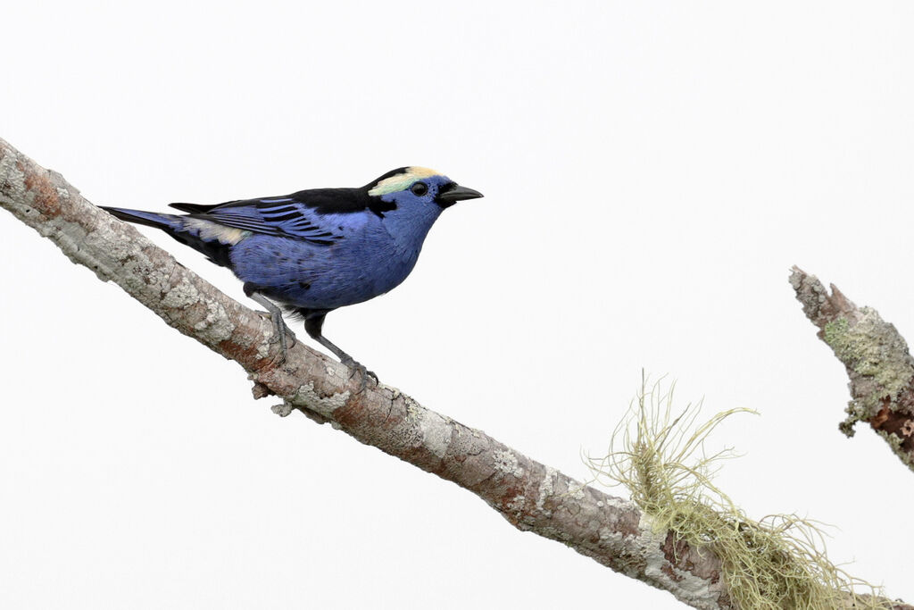 Opal-crowned Tanageradult