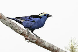 Opal-crowned Tanager