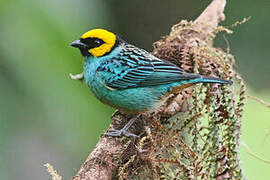 Saffron-crowned Tanager