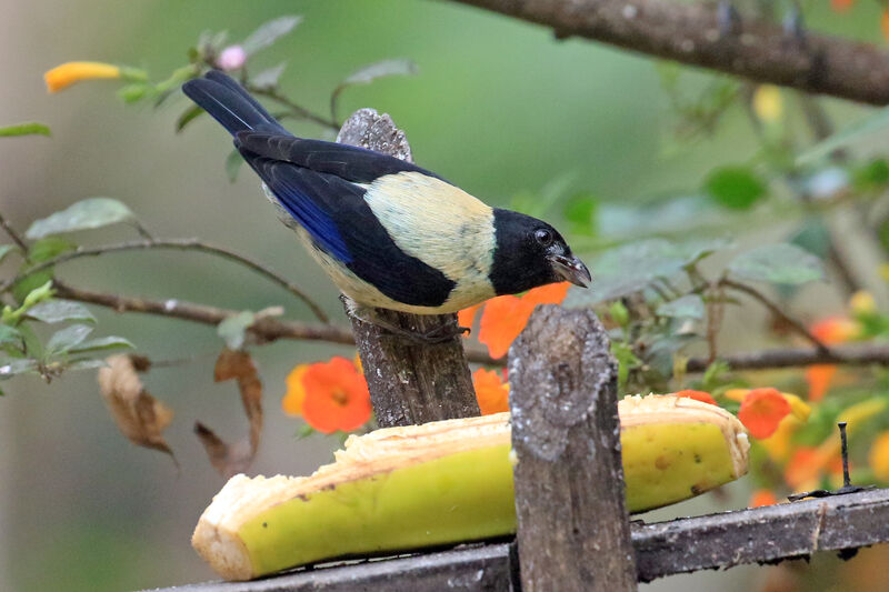 Black-headed Tanager male adult
