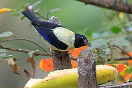 Black-headed Tanager