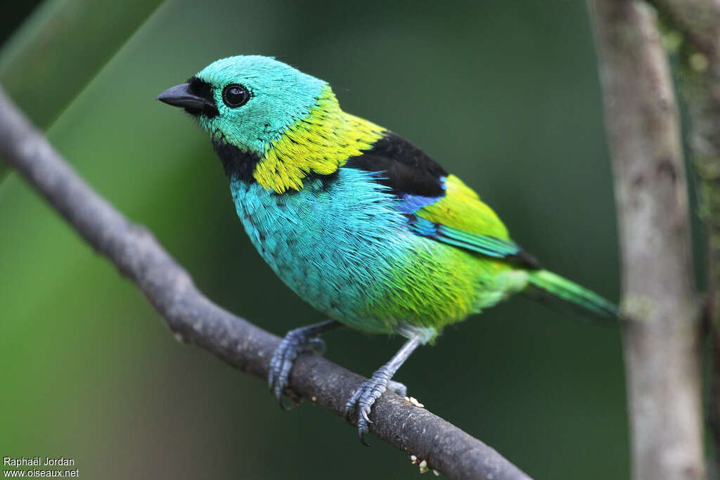 Green-headed Tanageradult, identification