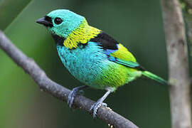 Green-headed Tanager