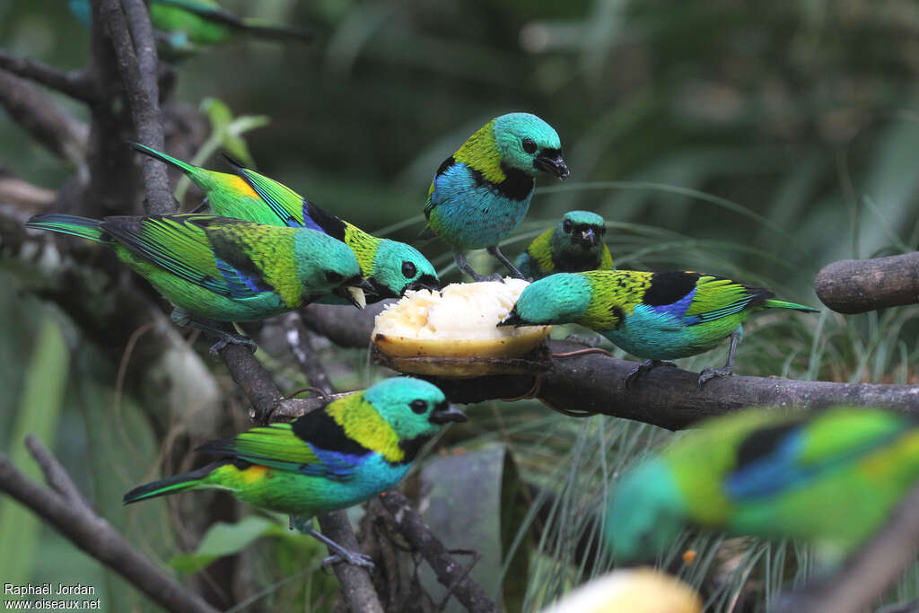 Green-headed Tanageradult, pigmentation, eats, Behaviour