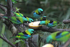 Green-headed Tanager