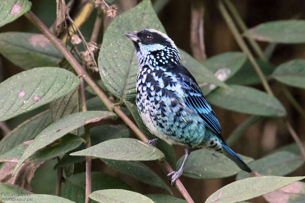 Beryl-spangled Tanageradult, identification