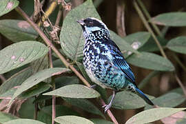 Beryl-spangled Tanager