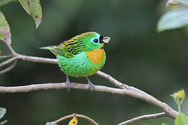 Brassy-breasted Tanager