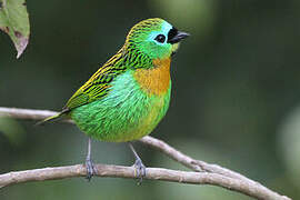 Brassy-breasted Tanager