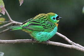 Brassy-breasted Tanager