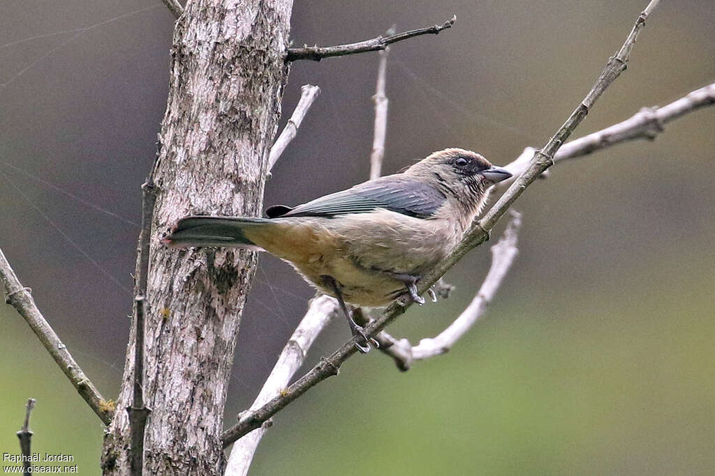 Green-capped Tanager male, identification