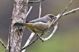 Green-capped Tanager