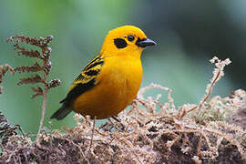 Golden Tanager