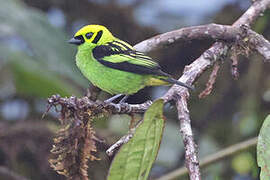 Emerald Tanager