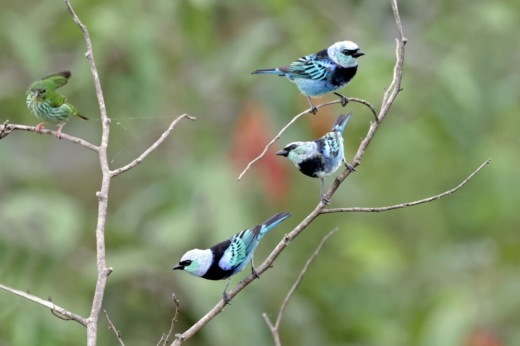 Masked Tanager