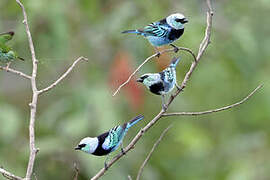 Masked Tanager