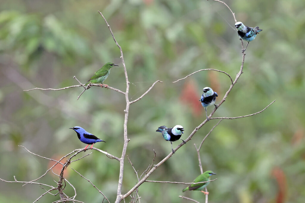 Masked Tanager