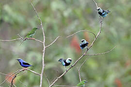 Masked Tanager