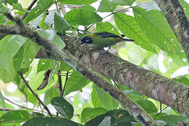 Blue-whiskered Tanager