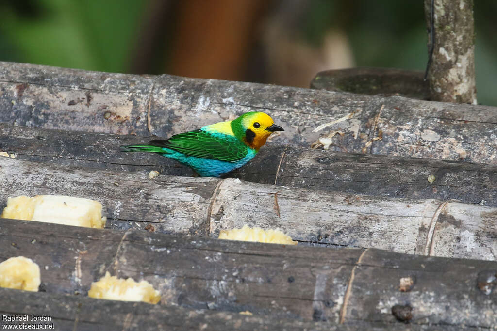 Multicolored Tanager male adult, identification