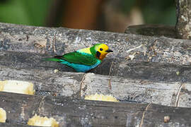 Multicolored Tanager