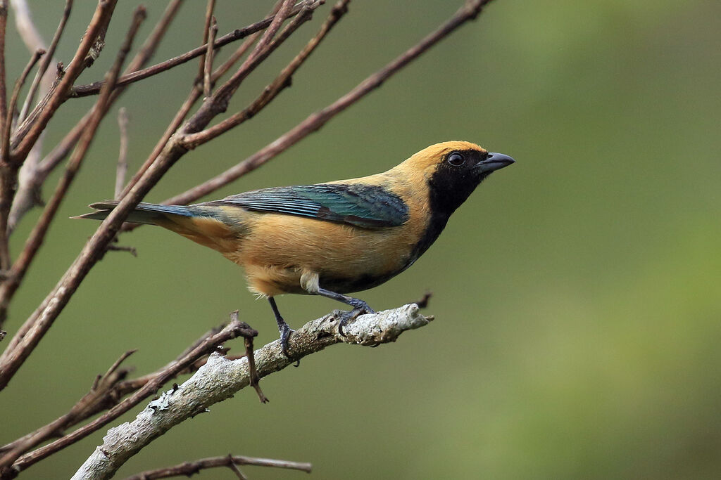 Burnished-buff Tanager male adult