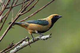 Burnished-buff Tanager