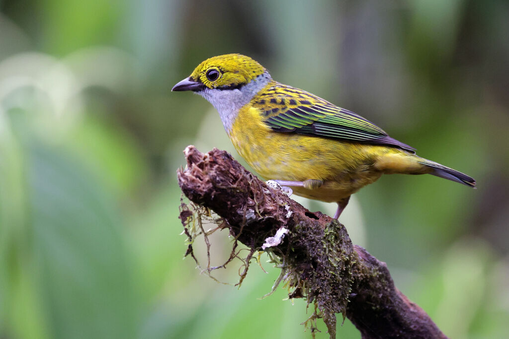 Silver-throated Tanageradult