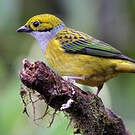 Calliste safran