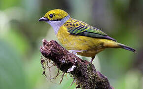 Silver-throated Tanager