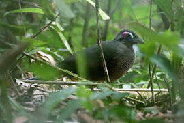 Sumatran Ground Cuckoo