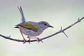 Grey-backed Camaroptera