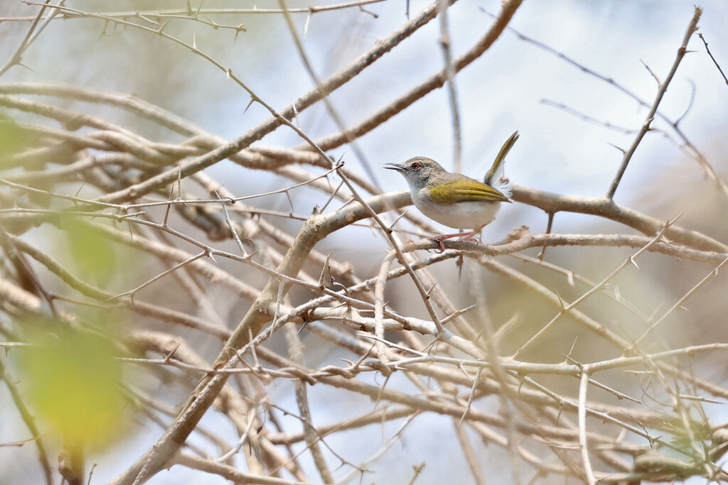 Camaroptère de Hartert