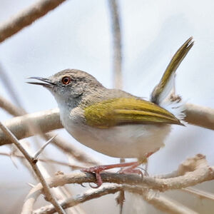 Camaroptère de Hartert